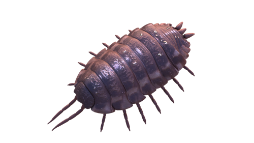 wood lice 3d mode  preview image